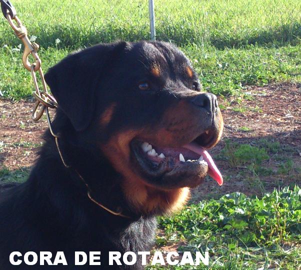 CORA DE ROTACAN