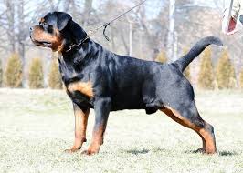 CH ARLOS MAJESTIC ROTT