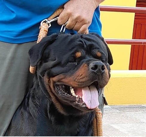 CH FEDOR DE ROTT VALE