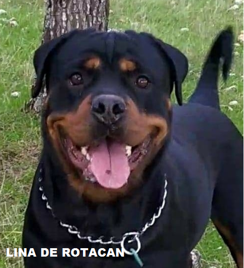 LINA DE ROTACAN