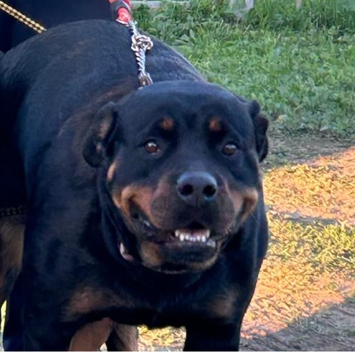 YUMA I DE ROTACAN