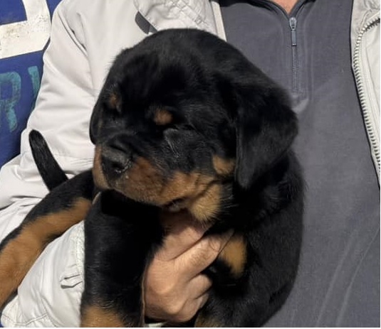 INKA DE ARTWEILER