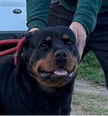 XANA I DE ROTACAN