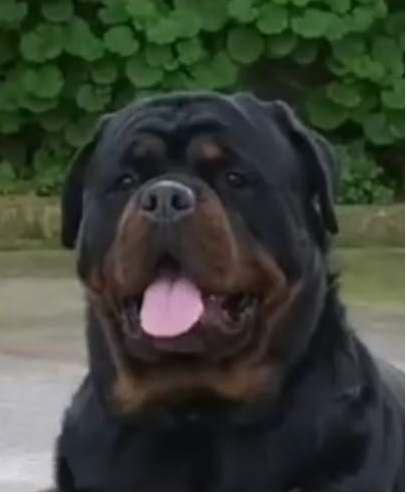 CONAN DE ARTWEILER