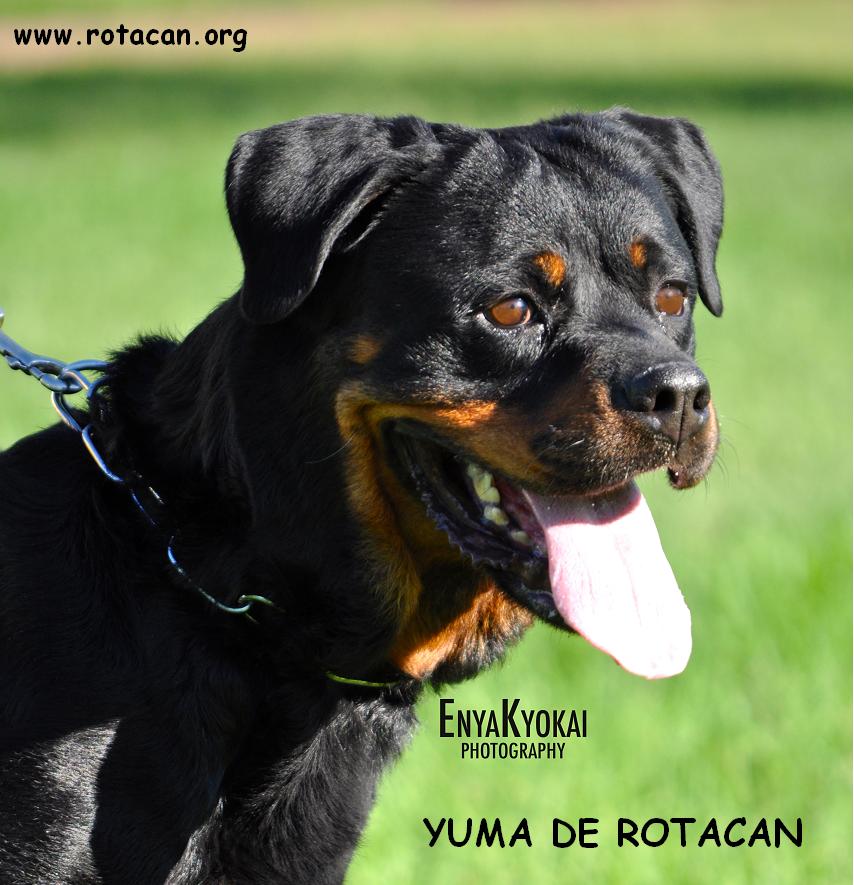 YUMA DE ROTACAN 