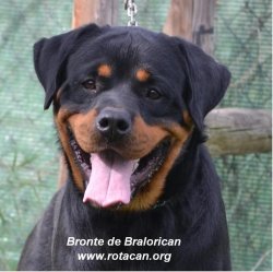 BRONTE DE BRALORICAN