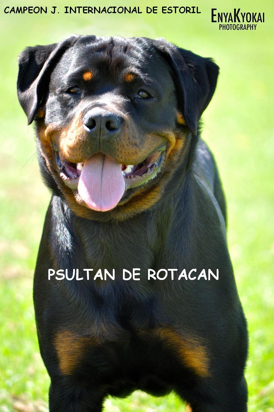 CH G PSULTAN DE ROTACAN