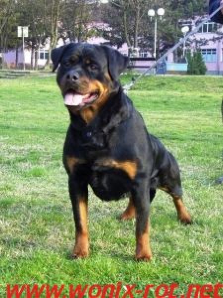 CH DAXI WONIX ROT